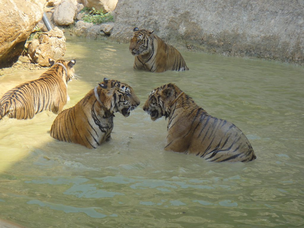Tigers enjoy play time at the Tiger Temple, two hours from Bangkok in Thailand. Tigers enjoy play time at the Tiger Temple, two hours from Bangkok in Thailand.
