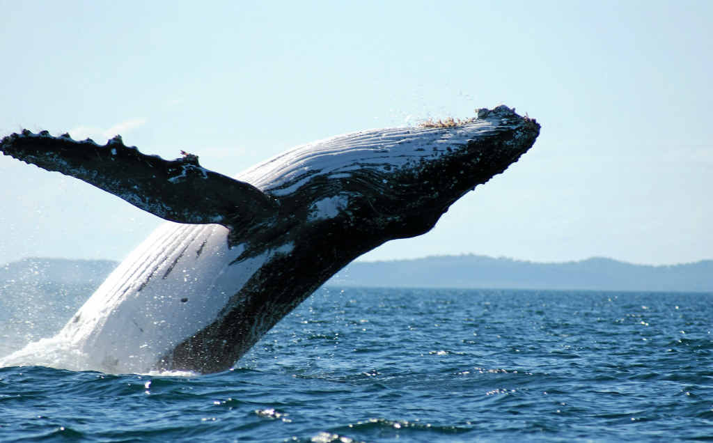 The news that Hervey Bay is the best place in the world to see humpbacks has been shared with more 270,000 people – so far. The news that Hervey Bay is the best place in the world to see humpbacks has been shared with more 270,000 people – so far.