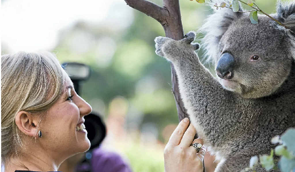 Greens Senator Larissa Waters at a press conference with a koala called Winston. Greens Senator Larissa Waters at a press conference with a koala called Winston.