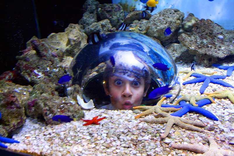 Discover a magical new world under the sea filled with over 50 species of fish in 2.5 million litres of water at UnderWater World's new ocean walk-through. Discover a magical new world under the sea filled with over 50 species of fish in 2.5 million litres of water at UnderWater World's new ocean walk-through.