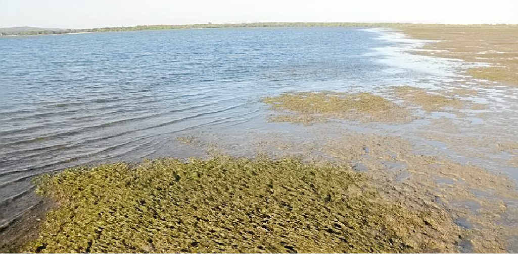 Seagrass in the Tin Can Bay inlet. Seagrass in the Tin Can Bay inlet.