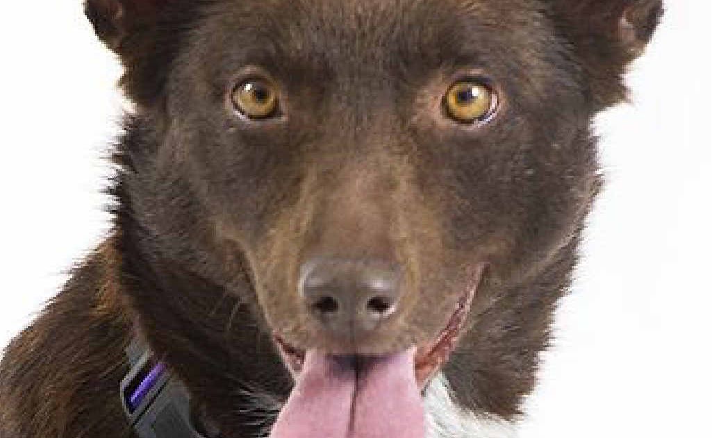 Delilah the kelpie. Delilah the kelpie.
