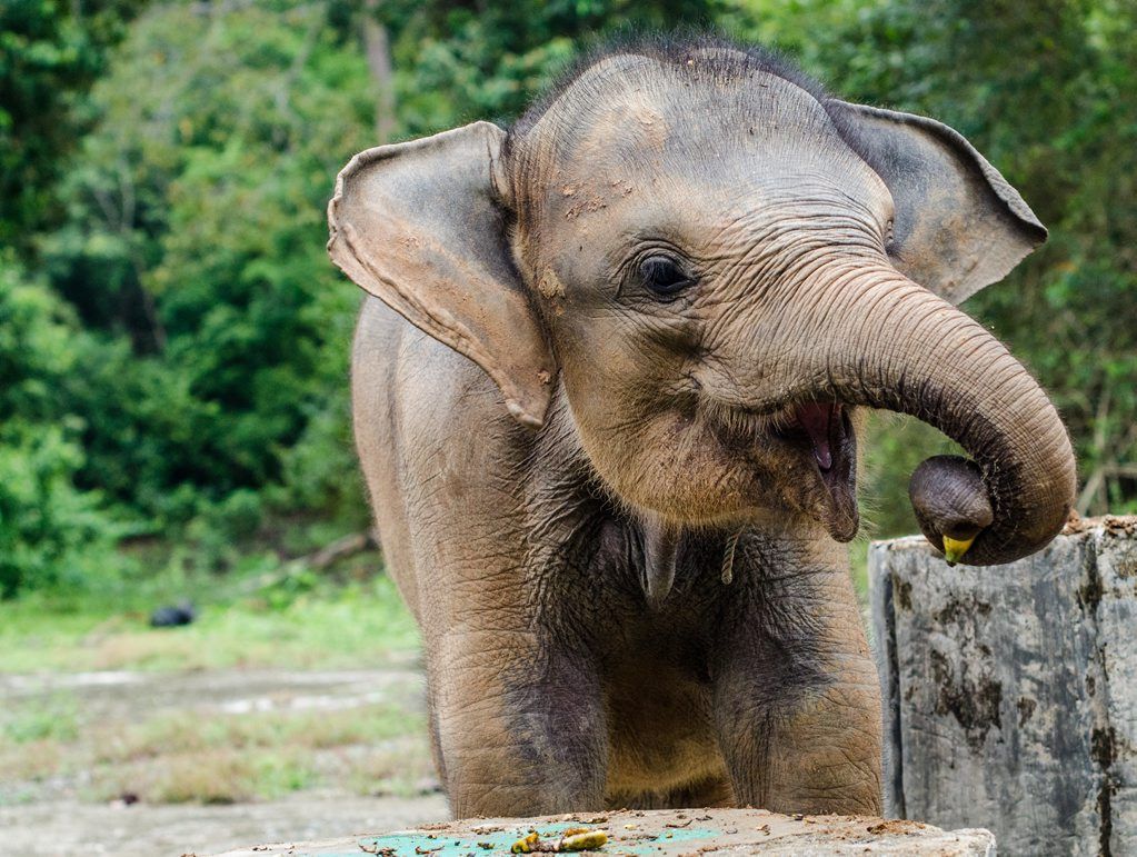 Bona the baby elephant was found orphaned and malnourished in Sumatra. Bona the baby elephant was found orphaned and malnourished in Sumatra.