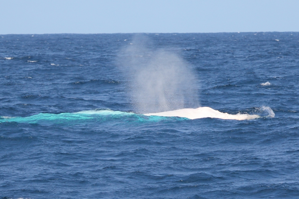 Migaloo the white whale was spotted just north of Cape Moreton. Migaloo the white whale was spotted just north of Cape Moreton.