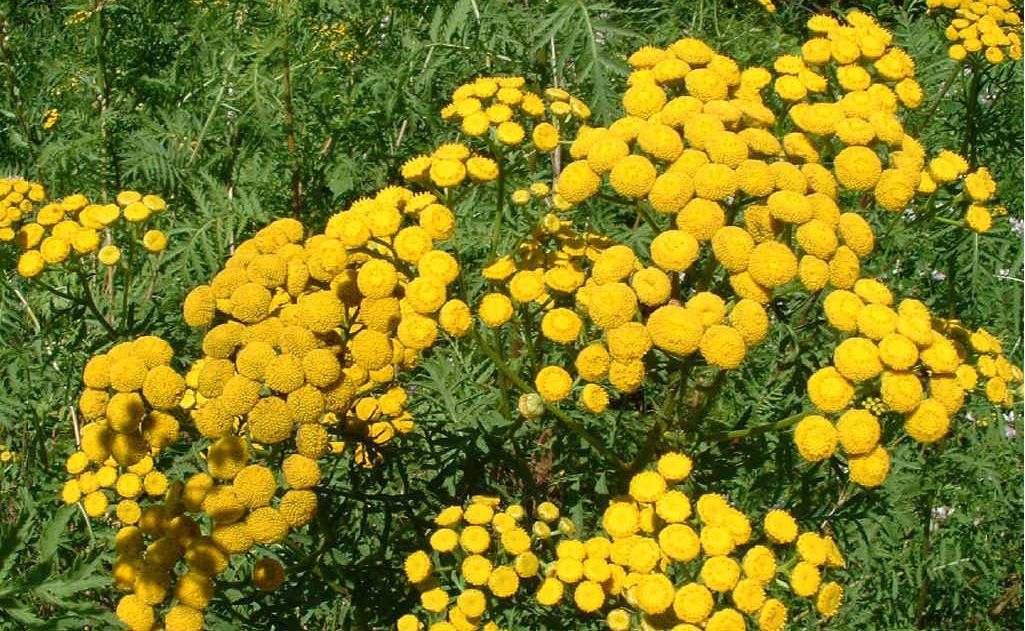 Companion planting helps repel unwanted insects and pests. Companion planting helps repel unwanted insects and pests.