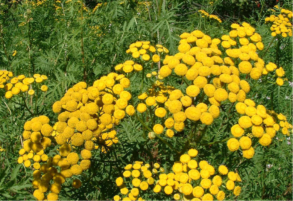 Companion planting helps repel unwanted insects and pests. Companion planting helps repel unwanted insects and pests.