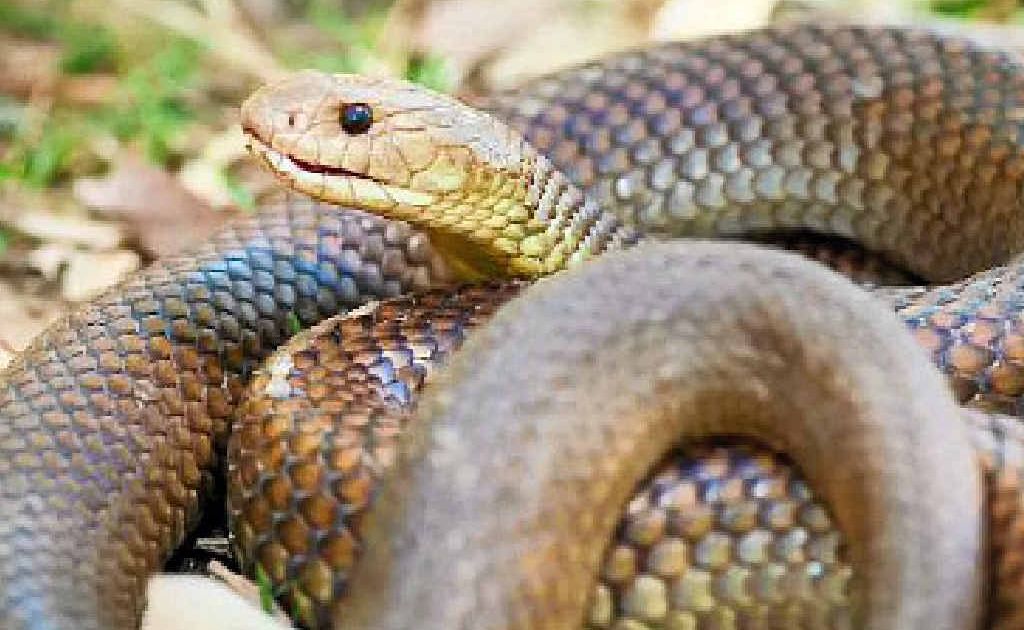 Eastern brown snake Eastern brown snake