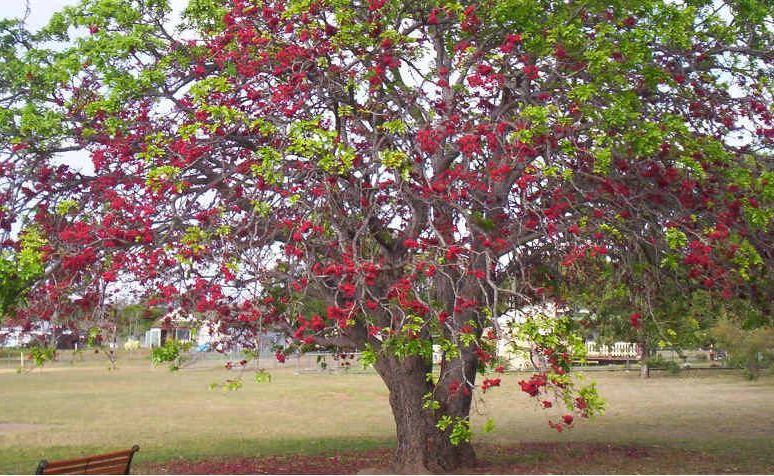 flush of colour and