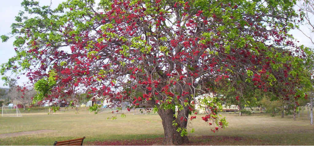 Schotia brachypetala at Gogango. Schotia brachypetala at Gogango.