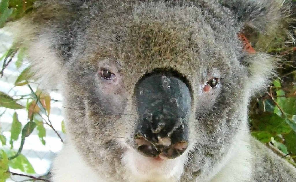 HEY JUDE: Jude is one of three koalas currently treated for chlamydia at the Koala Care Centre. HEY JUDE: Jude is one of three koalas currently treated for chlamydia at the Koala Care Centre.