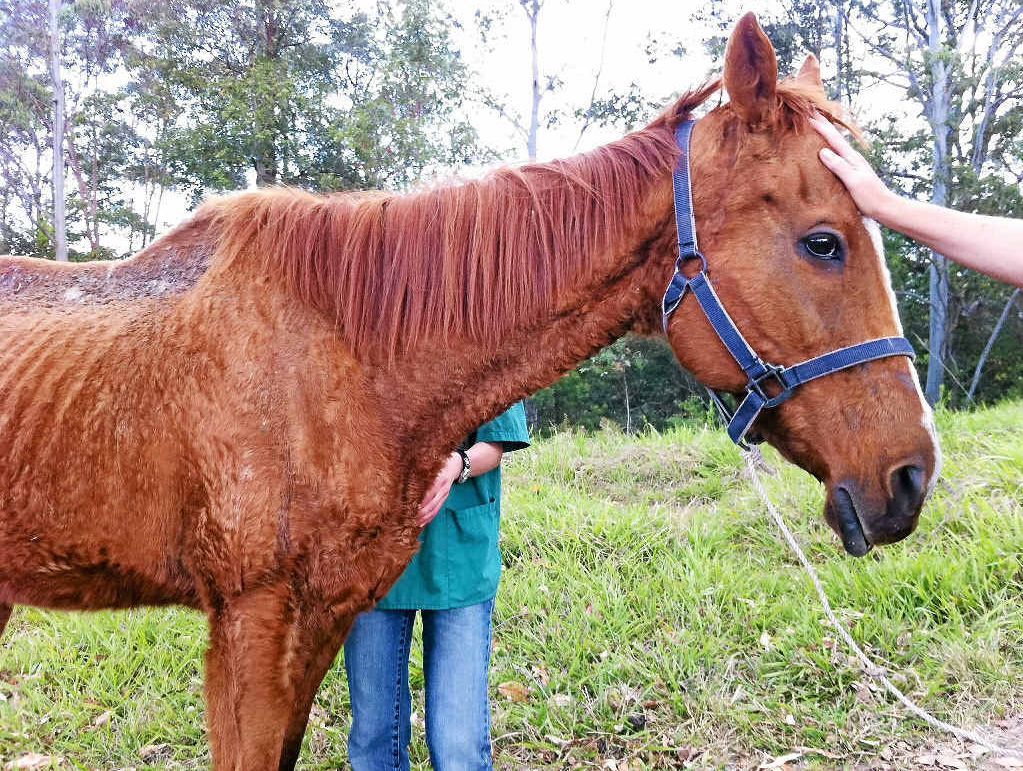 ANIMAL rights activists have come to the aid of two starving horses abandoned at a Nimbin property, but arrived too late to save one, which had to be put down