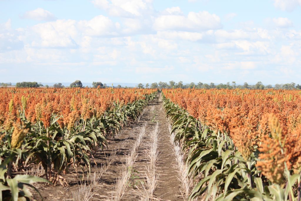Dealing with drought will be a major focus of the Queensland Farmers' Federation in the coming year. Dealing with drought will be a major focus of the Queensland Farmers' Federation in the coming year.