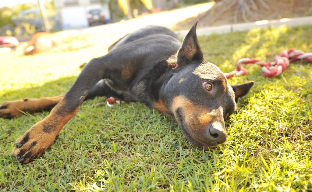 Our pets aren't always this cute Our pets aren't always this cute