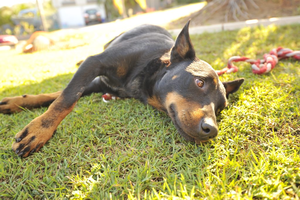 Revelations dog owners pay 10 times more than they should.
Revelations dog owners pay 10 times more than they should.