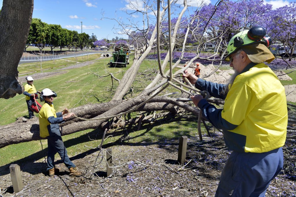 Jacaranda trees fall victim to windy weather Queensland Times