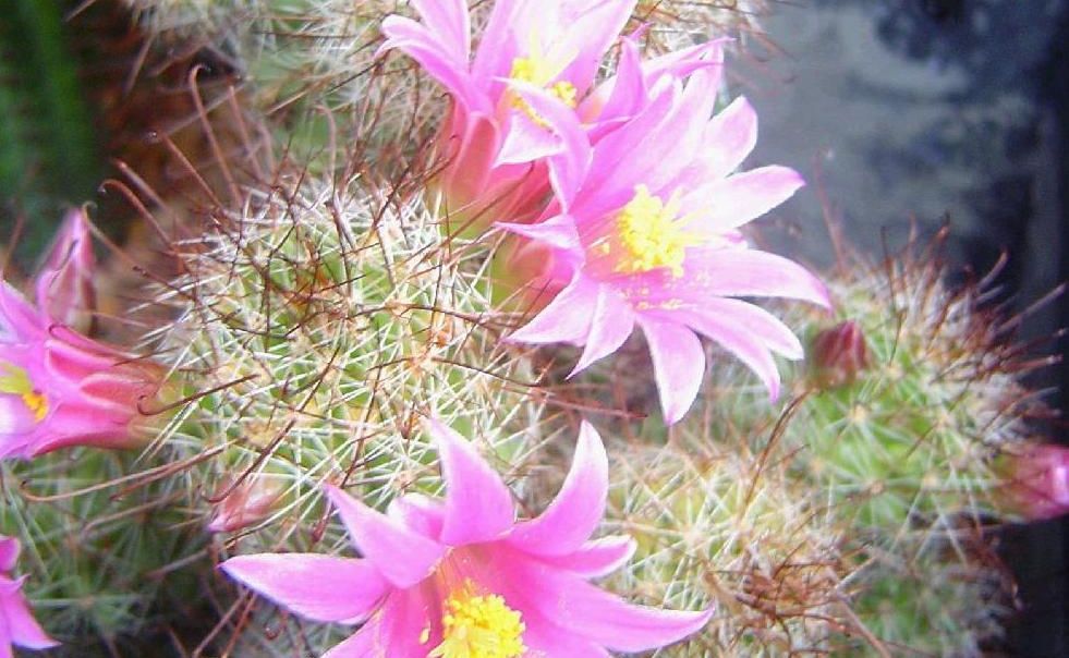 https://media.apnarm.net.au/media/images/2012/10/16/APN_cactusflowers_fct981x604x24_ct1880x930.JPG