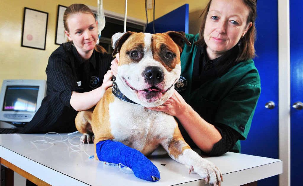 SURVIVOR: Dr Victoria Churchill and Dr Jenny McCleary from Silkstone Veterinary Surgery with Cooper, who was bitten by a red-bellied black snake. SURVIVOR: Dr Victoria Churchill and Dr Jenny McCleary from Silkstone Veterinary Surgery with Cooper, who was bitten by a red-bellied black snake.