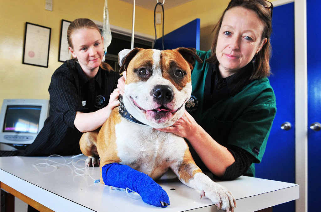 SURVIVOR: Dr Victoria Churchill and Dr Jenny McCleary from Silkstone Veterinary Surgery with Cooper, who was bitten by a red-bellied black snake. SURVIVOR: Dr Victoria Churchill and Dr Jenny McCleary from Silkstone Veterinary Surgery with Cooper, who was bitten by a red-bellied black snake.