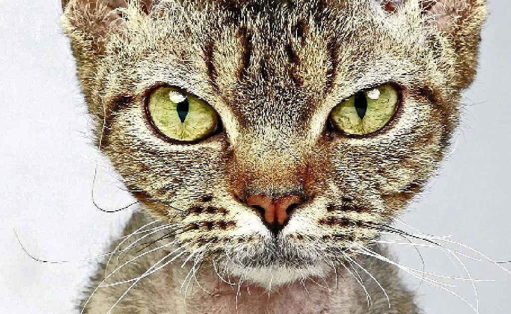 The unusual devon rex cat. The unusual devon rex cat.