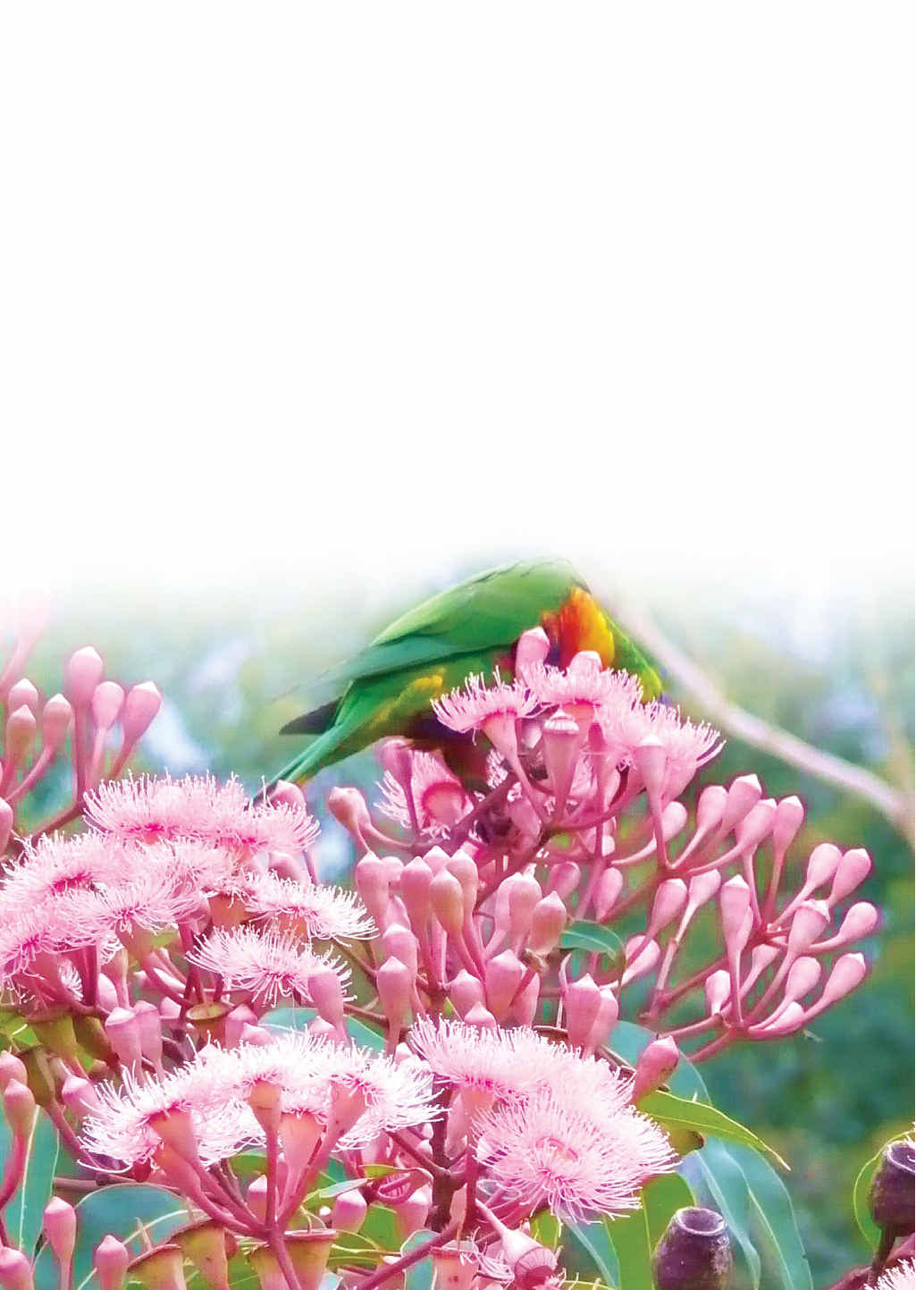 Lorikeets love this beautiful Summer Beauty Eucalypt. Lorikeets love this beautiful Summer Beauty Eucalypt.