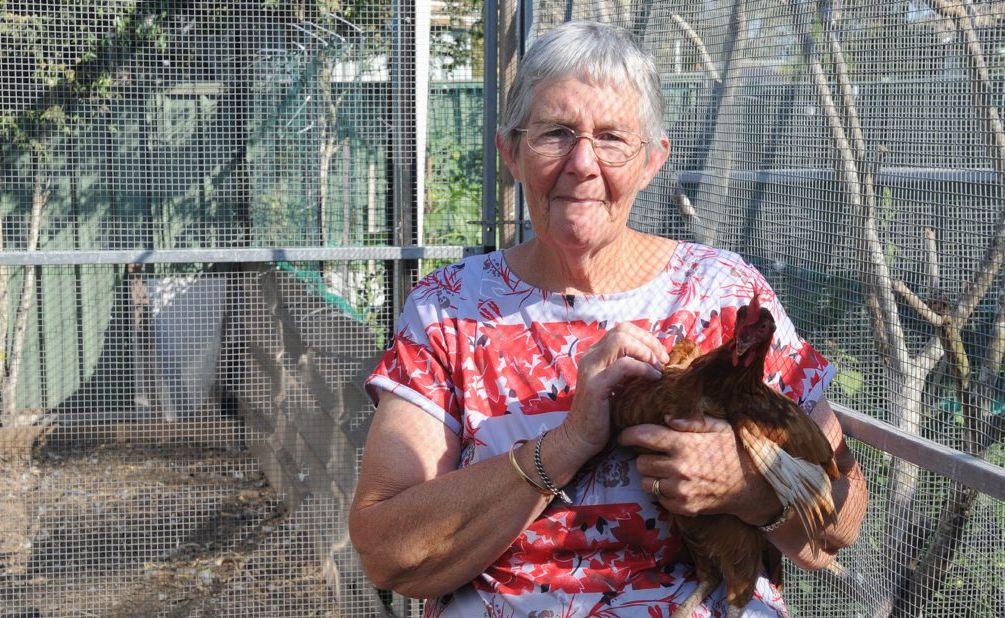 Maryborough's Cheryl Cartwright has been left wondering what happened to her 14 chickens. Maryborough's Cheryl Cartwright has been left wondering what happened to her 14 chickens.