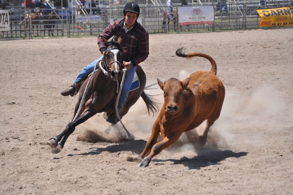 CLOSE CONTACT: Plainland rider Luke Collman and Bogus Bill in the Supafloats Canning Downs Campdraft at the Warwick Rodeo yesterday. Photo Gerard Walsh / Warwick Daily News CLOSE CONTACT: Plainland rider Luke Collman and Bogus Bill in the Supafloats Canning Downs Campdraft at the Warwick Rodeo yesterday. Photo Gerard Walsh / Warwick Daily News