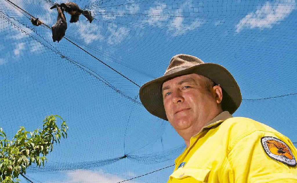 Greg Wallace, National Parks and Wildlife Senior Ranger and the dead flying foxes. Photo: Rob Wright/The Coffs Coast Advocate Greg Wallace, National Parks and Wildlife Senior Ranger and the dead flying foxes. Photo: Rob Wright/The Coffs Coast Advocate