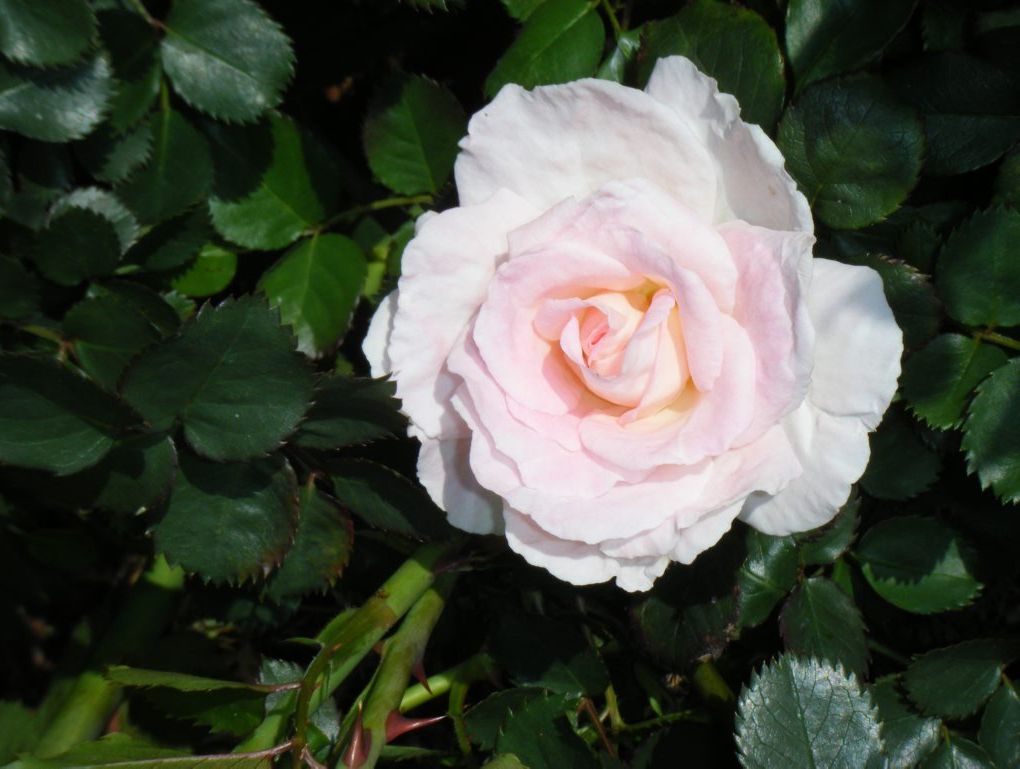 Pink bouqet rose. Pink bouqet rose.