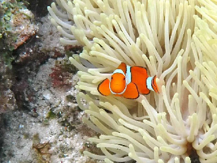 The infamous Nemo fish, or more precisely, the clown fish, are plentiful on the Great Barrier Reef and always a favourite for children. The infamous Nemo fish, or more precisely, the clown fish, are plentiful on the Great Barrier Reef and always a favourite for children.