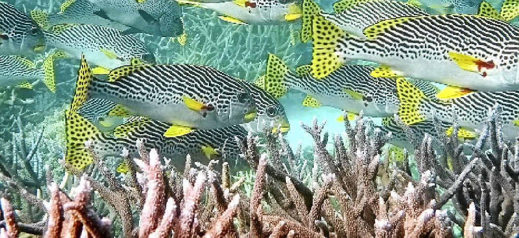Sweetlips fish are one of many colourful fish you will see snorkelling on the Great Barrier Reef. Sweetlips fish are one of many colourful fish you will see snorkelling on the Great Barrier Reef.