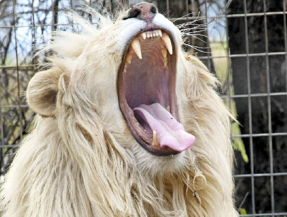 The pride of Darling Downs Zoo are the rare white lions Shaka and Shenzi. The pride of Darling Downs Zoo are the rare white lions Shaka and Shenzi.