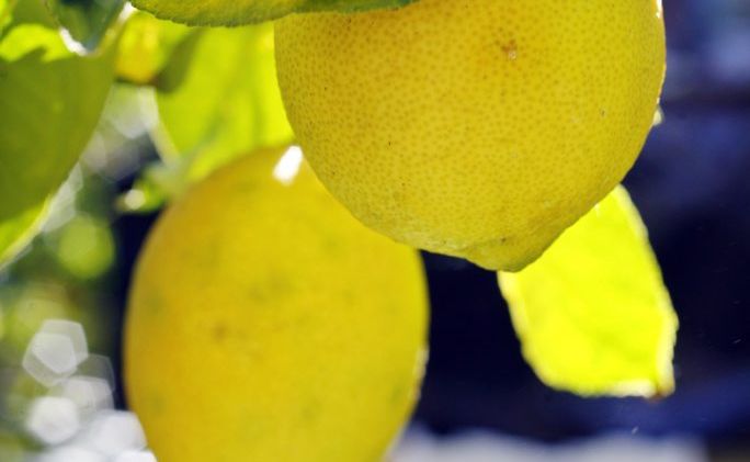 Most citrus fruit last very well on the tree, sometimes for several months after ripening. Most citrus fruit last very well on the tree, sometimes for several months after ripening.