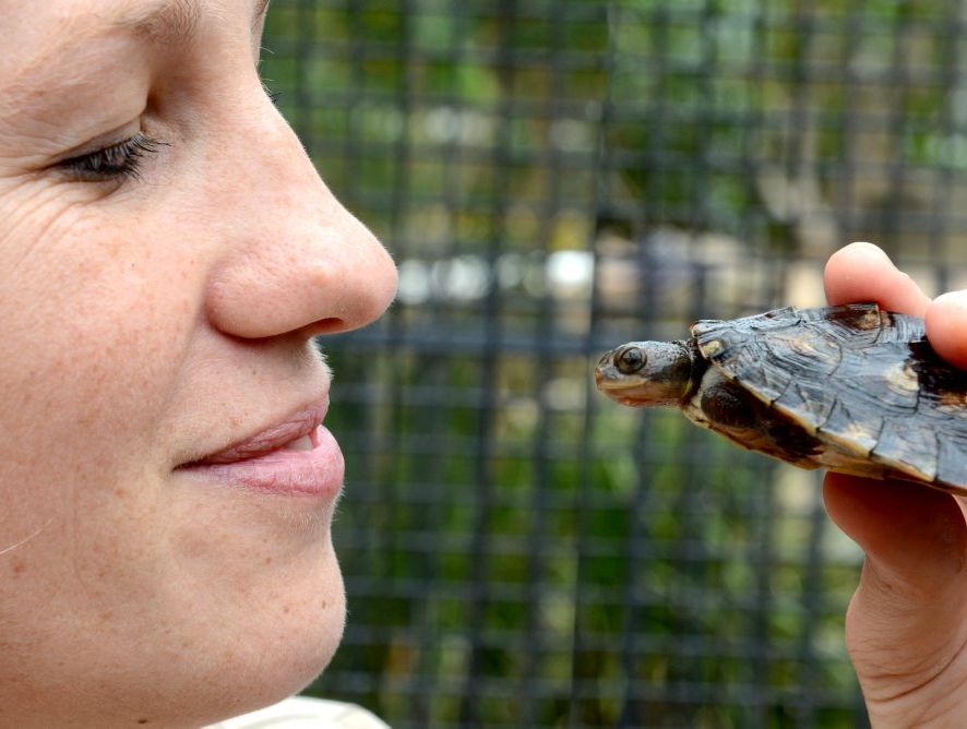 Travis the Mary river turtle with Saskia Lafebre at Currumbin wildlife sancturary hospital. Photo: John Gass / Daily News Travis the Mary river turtle with Saskia Lafebre at Currumbin wildlife sancturary hospital. Photo: John Gass / Daily News