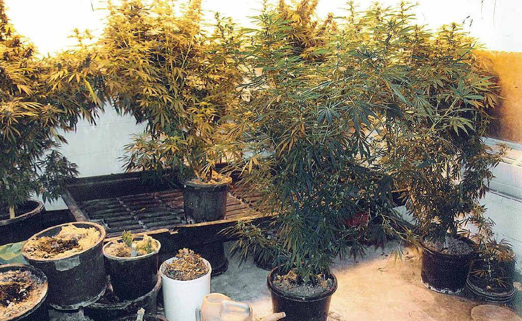 LARGE HAUL: Former soldier Kevin Craig, 53, pleaded guilty to producing 12.4kg of cannabis in his home. LARGE HAUL: Former soldier Kevin Craig, 53, pleaded guilty to producing 12.4kg of cannabis in his home.