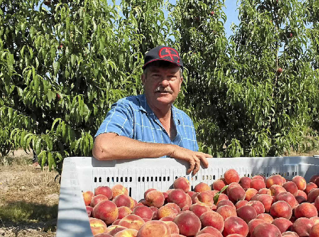 MORNING HARVEST: Pikes Creek Orchard’s Graham Finlay with a crate full of premium peaches MORNING HARVEST: Pikes Creek Orchard’s Graham Finlay with a crate full of premium peaches