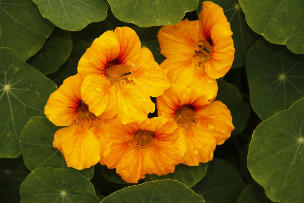Nasturtiums are lovely bright additions for the garden. Nasturtiums are lovely bright additions for the garden.