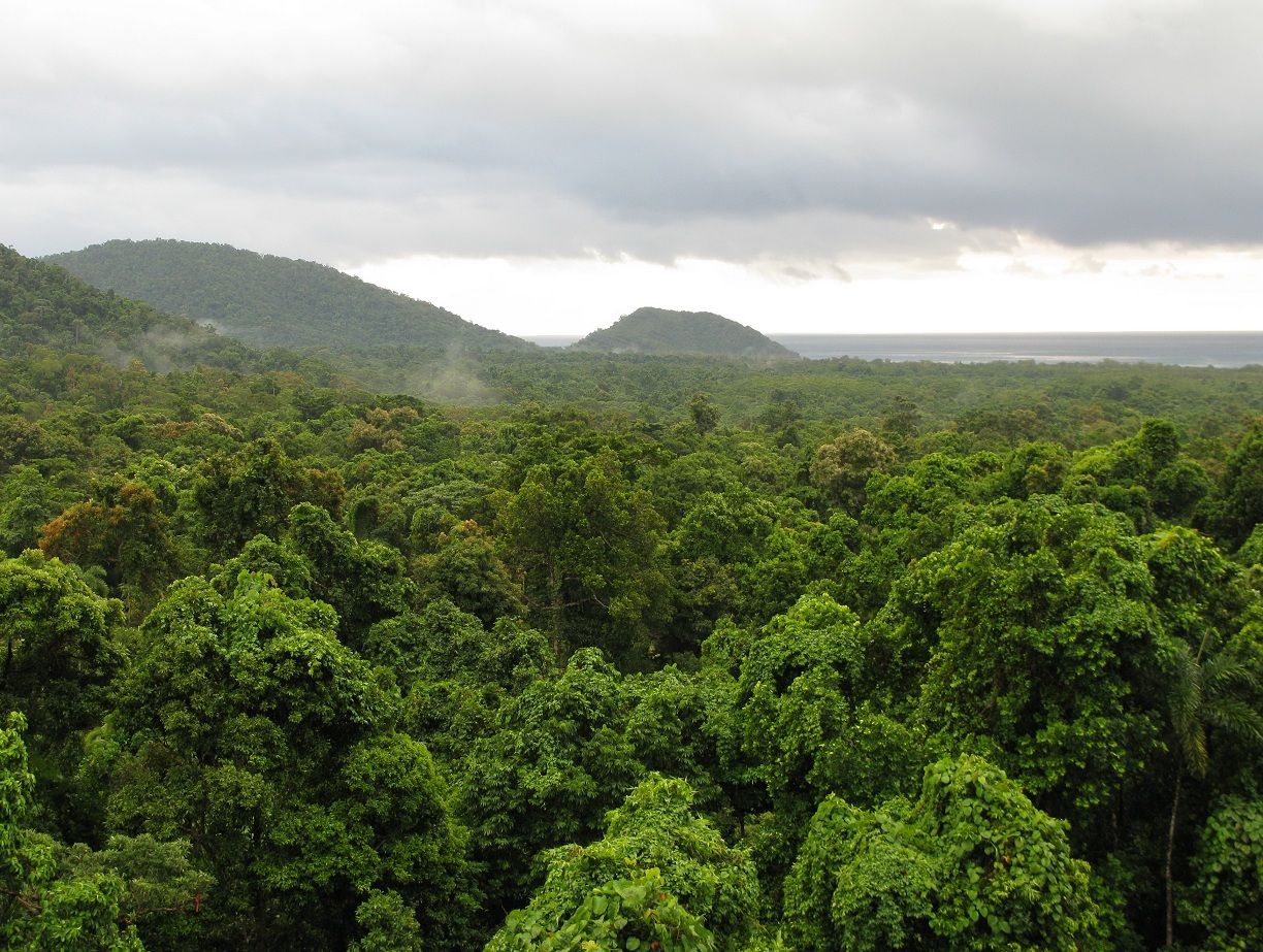 Parts of the magnificent Daintree rainforest in north Queensland are still open to development. Parts of the magnificent Daintree rainforest in north Queensland are still open to development.