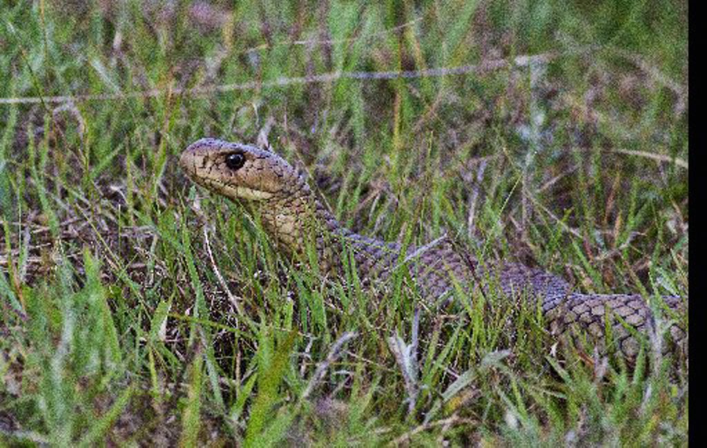 A woman was bitten by a baby version of this type of snake - a brown snake - on Saturday. A woman was bitten by a baby version of this type of snake - a brown snake - on Saturday.