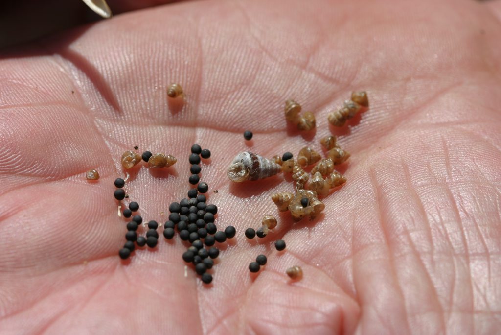 Sea snails. Sea snails.