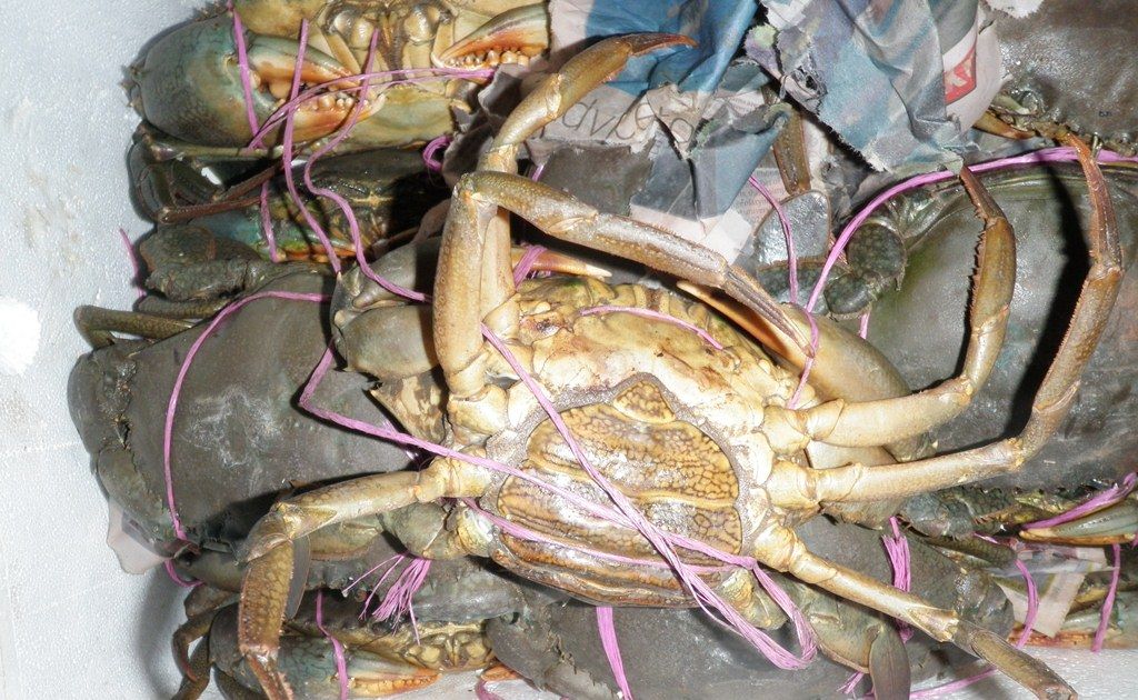 A haul of female mud crabs seized in Sydney was illegally taken from Gladstone waters. A haul of female mud crabs seized in Sydney was illegally taken from Gladstone waters.