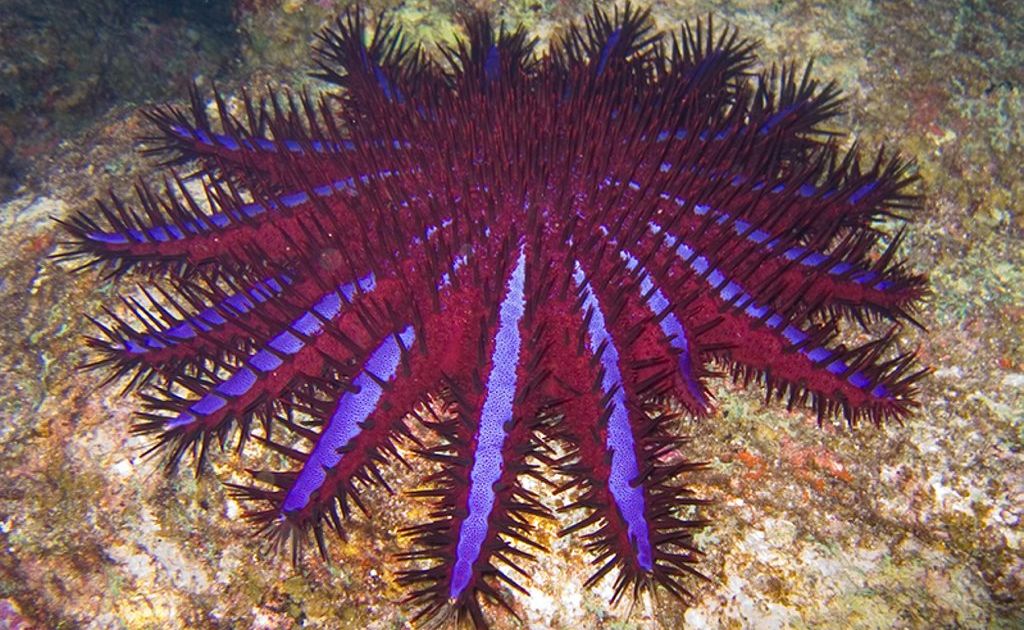 An adult crown of thorns starfish can eat a dinner plate sized area of coral every day. An adult crown of thorns starfish can eat a dinner plate sized area of coral every day.