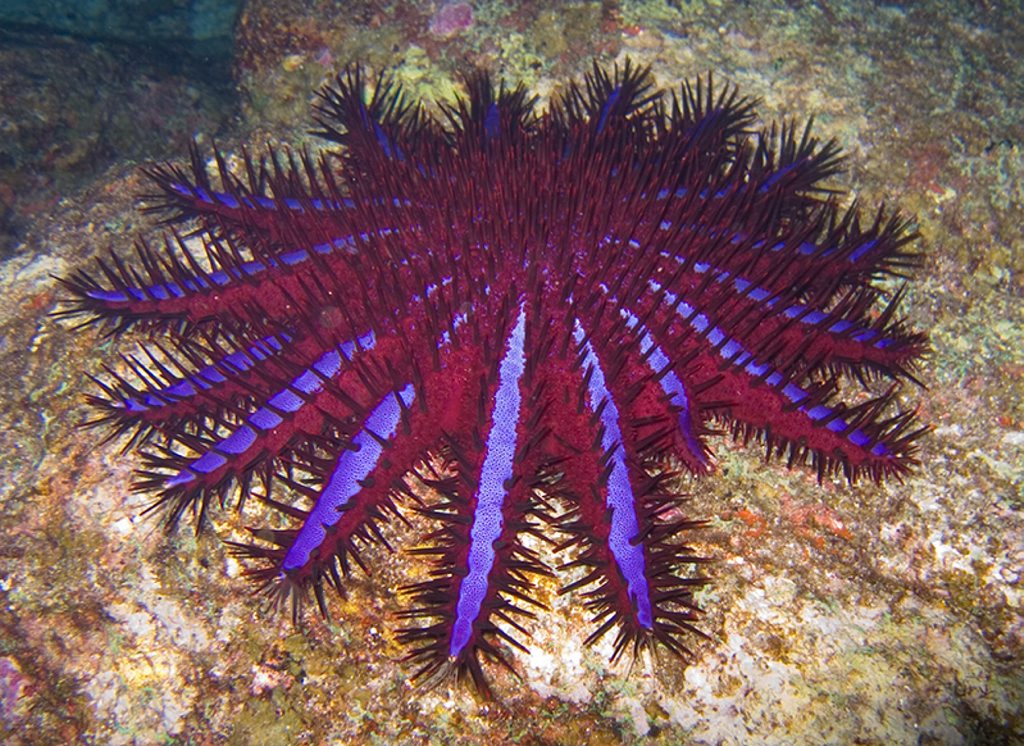 An adult crown of thorns starfish can eat a dinner plate sized area of coral every day. An adult crown of thorns starfish can eat a dinner plate sized area of coral every day.