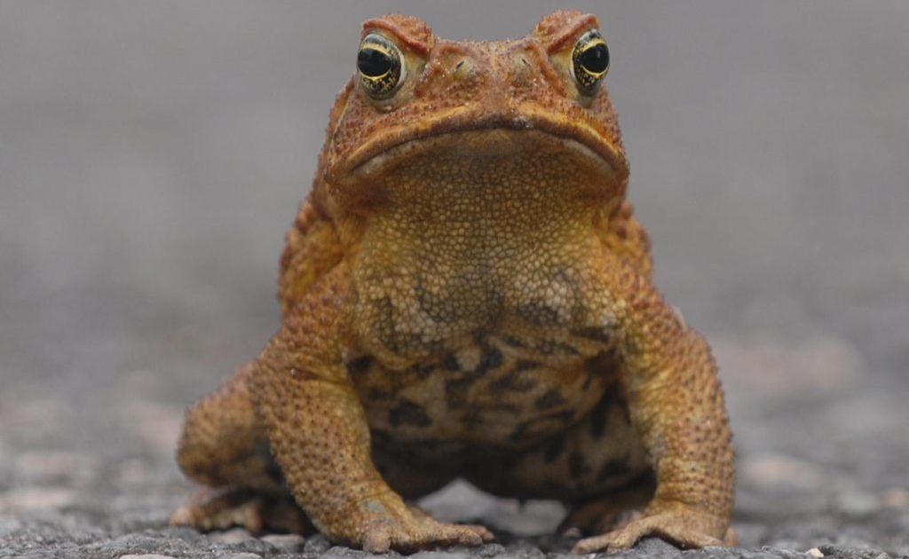 Cane toads have made their way into Northern NSW national parks Cane toads have made their way into Northern NSW national parks