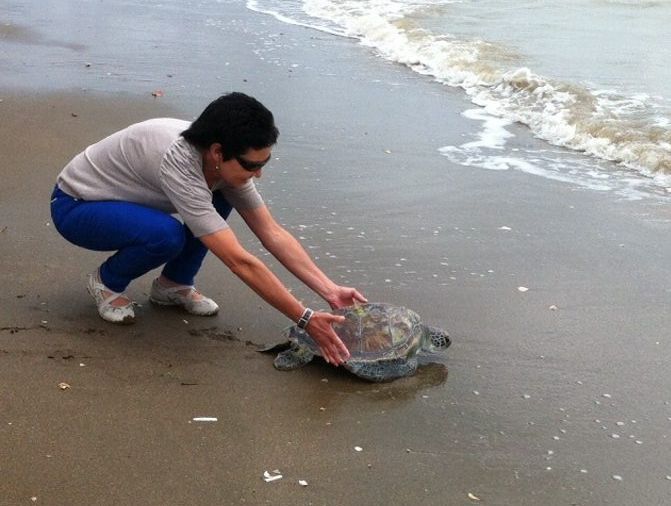 Quoin Island Turtle Rehabilitation Centre volunteer Angeline releases Koppey the green turtle back where she belongs.