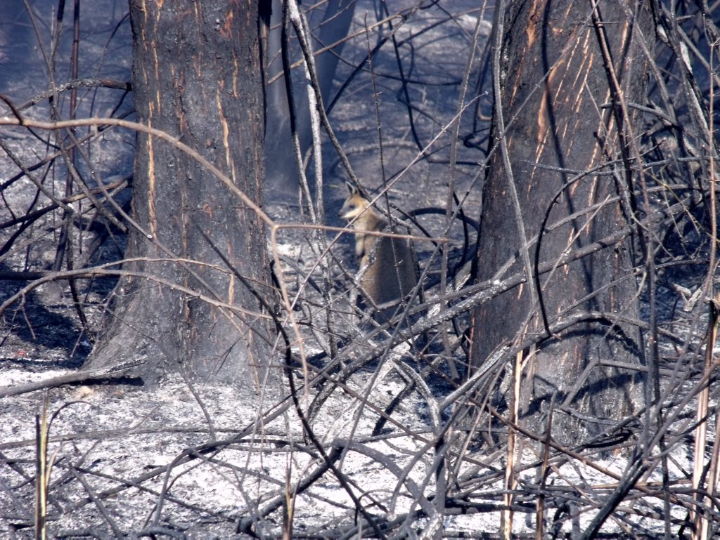 Wildlife has been greatly affected by the bushfires in Narangba and Burpengary. Photo Nicole Fuge / Caboolture News Wildlife has been greatly affected by the bushfires in Narangba and Burpengary. Photo Nicole Fuge / Caboolture News
