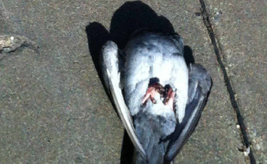 Business warned about poisoning pigeons Daily Mercury