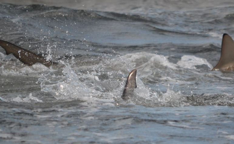 SHARK ALERT: The main beach at Agnes Water was closed yesterday morning as a pack of sharks gorged themselves on a school of baitfish. SHARK ALERT: The main beach at Agnes Water was closed yesterday morning as a pack of sharks gorged themselves on a school of baitfish.