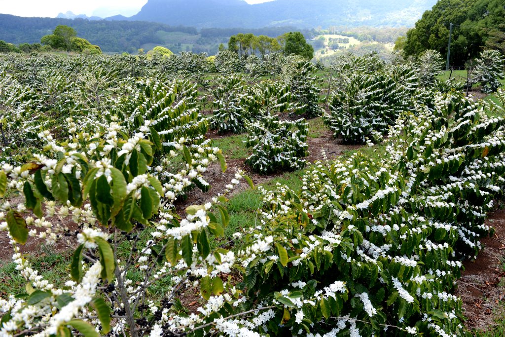 The white flowers falling on coffee trees at Carool.