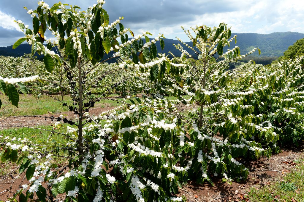 It&squot;s beginning to look a lot like Christmas in Carool.