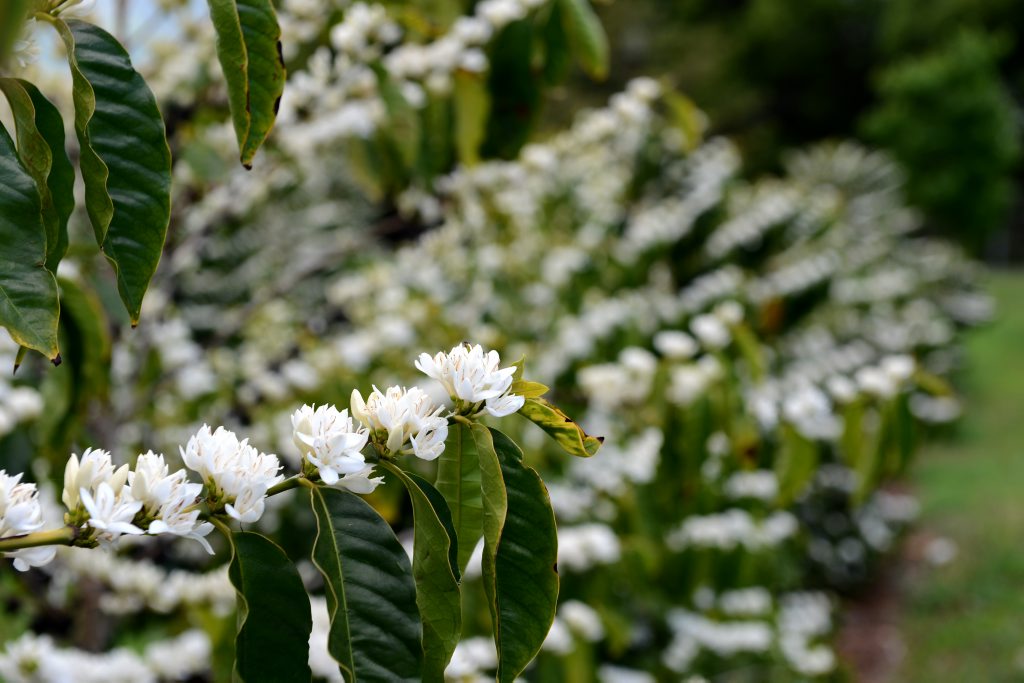The pretty flowers up close.